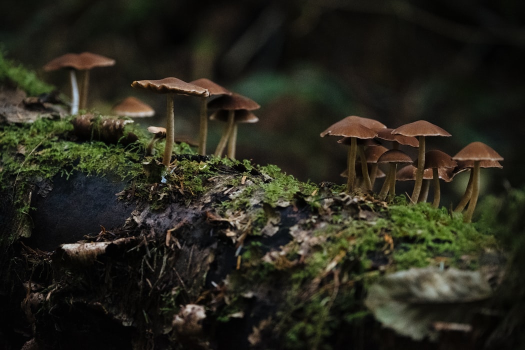 how to dry fresh mushrooms | Avalon Magic Plants