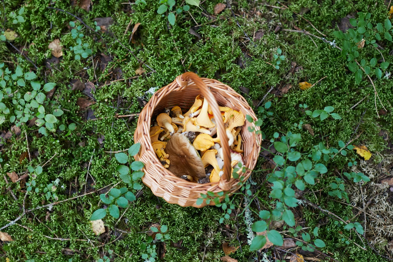 How to Dry Magic Mushrooms and Truffles Using a Dehydrator: A Step