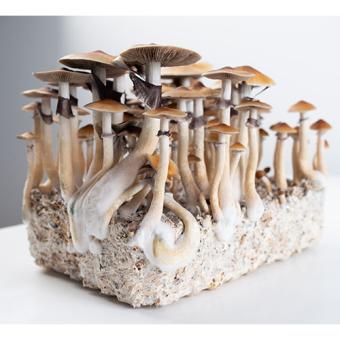 Order XL Mushroom Grow Kits Online Avalon Magic Plants