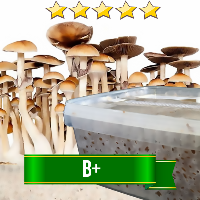 B+ Magic Mushroom Grow kit - 1200cc | Avalon Magic Plants