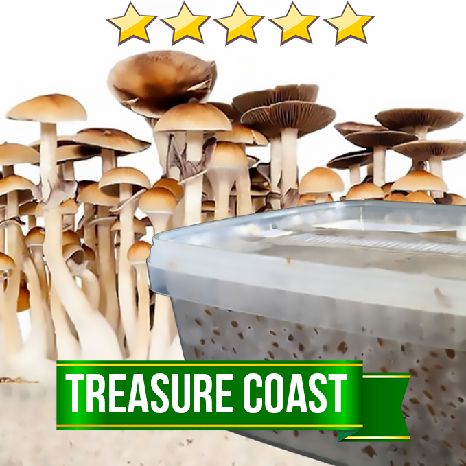 Treasure Coast Magic Mushroom Grow Set | Avalon Magic Plants