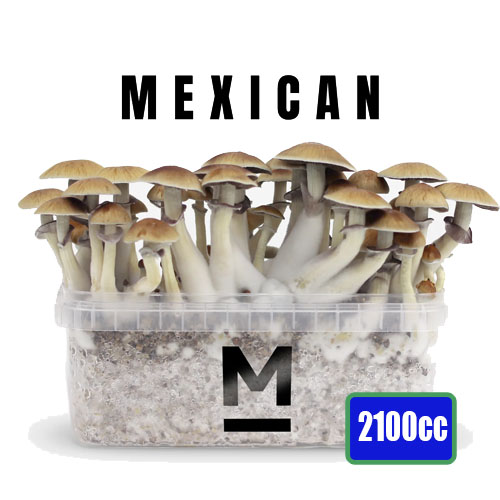 100% Mycélium Kit de Culture FreshMushrooms Mexican - 24High